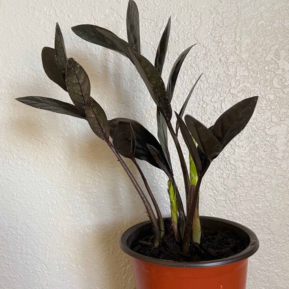 Zz raven plant